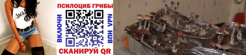 купить наркотики сайты Никольское кракен ССЫЛКА Галлюциногенные грибы GOLDEN TEACHER